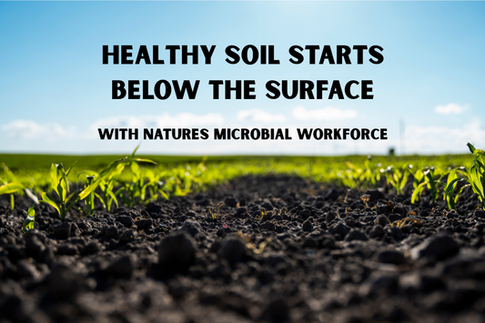 The Science of Beneficial Soil Microbes: Nature’s Hidden Workforce 🌱