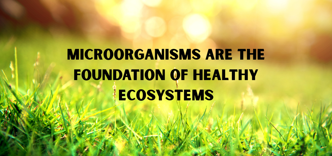Microorganisms: The tiny life forms that make soil fertile