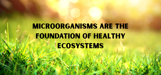 Microorganisms: The tiny life forms that make soil fertile
