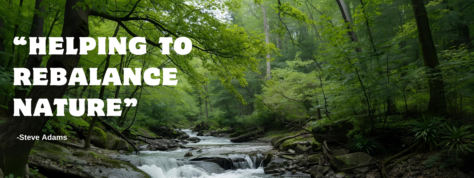 Stream flowing through a forest with a quote about helping to rebalance nature by Steve Adams.